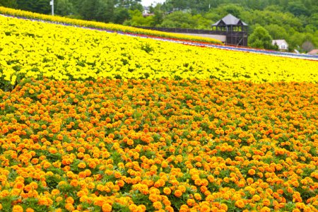 Foto de El campo ilimitado, floreciendo coloridas copas de oro del jardín. Fondo de pantalla naturaleza. - Imagen libre de derechos