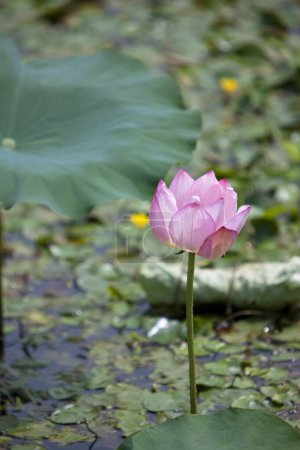 Téléchargez les photos : Fleurs de lotus dans le jardin - en image libre de droit