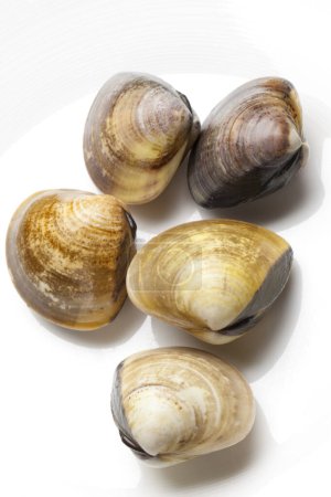 Photo for Fresh clams on white background - Royalty Free Image