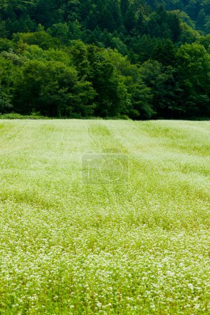 Foto de Hermoso campo verde en el campo. industria agrícola - Imagen libre de derechos