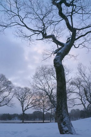 Foto de Hermoso paisaje con un árbol cubierto de nieve - Imagen libre de derechos