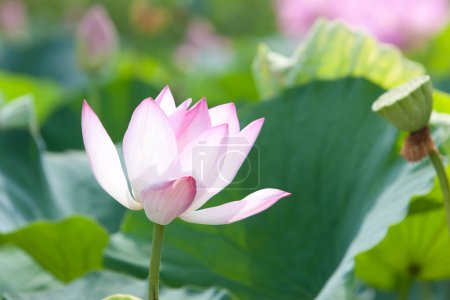 Téléchargez les photos : Fleurs de lotus rose au lac - en image libre de droit