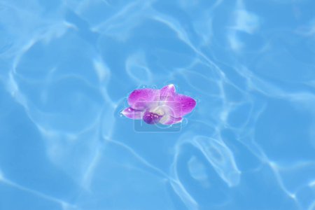 Téléchargez les photos : Vue rapprochée de belle fleur violette dans l'eau, piscine et pétales - en image libre de droit