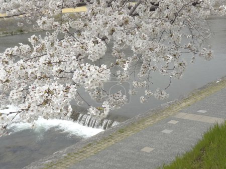 Photo for Beautiful view of the park with cherry blossom - Royalty Free Image
