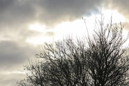 Foto de Ramas de árboles contra el cielo nublado - Imagen libre de derechos