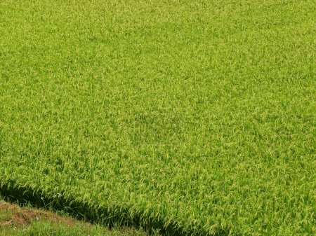 Téléchargez les photos : Gros plan de rizière, concept d'agriculture - en image libre de droit