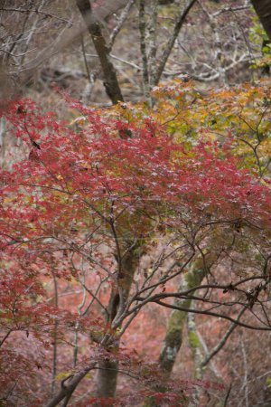 Foto de Fotos de cerca de hojas de arce amarillo anaranjado en Japón - Imagen libre de derechos