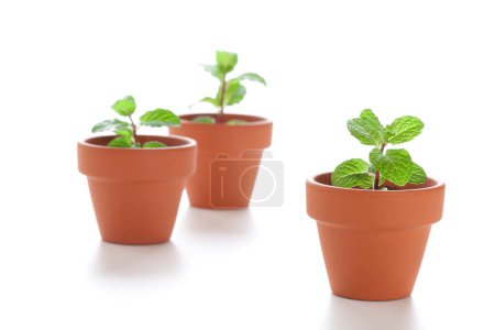 Téléchargez les photos : Plantes vertes poussant dans des pots en céramique isolés sur fond blanc - en image libre de droit