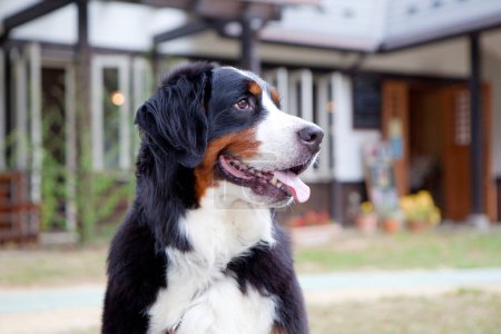 Téléchargez les photos : Gros plan de chien mignon adorable en plein air - en image libre de droit