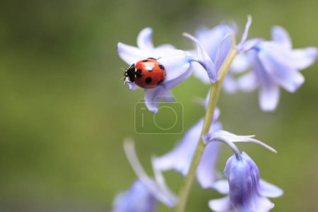 Photo for Closeup shot of ladybug on purple flowers - Royalty Free Image