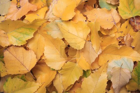 Foto de Fondo de hojas amarillas caídas. Naturaleza otoñal - Imagen libre de derechos