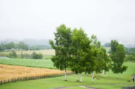 Téléchargez les photos : Beaux arbres verts dans le champ - en image libre de droit