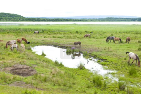 Téléchargez les photos : Un troupeau de chevaux broutant dans un champ - en image libre de droit