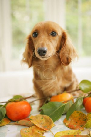 Photo for Closeup of cute dog sitting on table with persimmons - Royalty Free Image