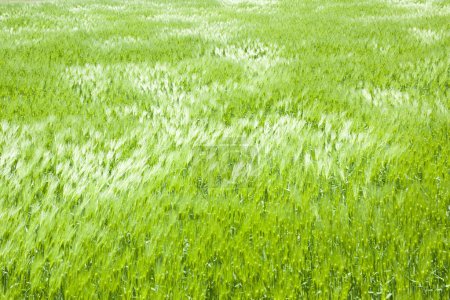 Photo for Green wheat field, spring background - Royalty Free Image
