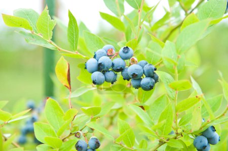 Photo for A bunch of blueberries and green leaves - Royalty Free Image