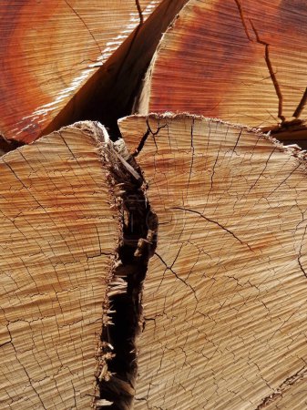 Téléchargez les photos : Fermer les billes de bois - en image libre de droit