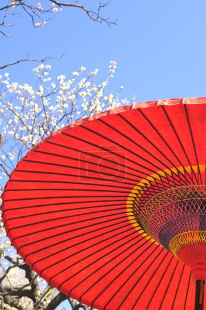 Foto de Paraguas de papel rojo y árbol floreciente durante el Festival de Ciruela de Japón - Imagen libre de derechos