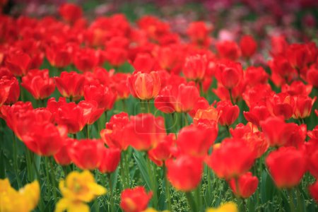 Téléchargez les photos : Un champ de tulipes rouges et jaunes - en image libre de droit