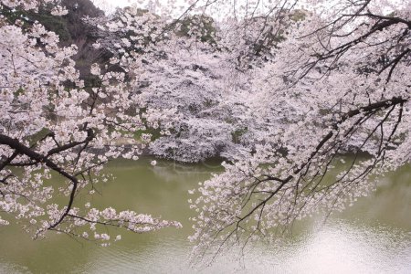 Photo for Cherry blossoms in japan, tokyo - Royalty Free Image