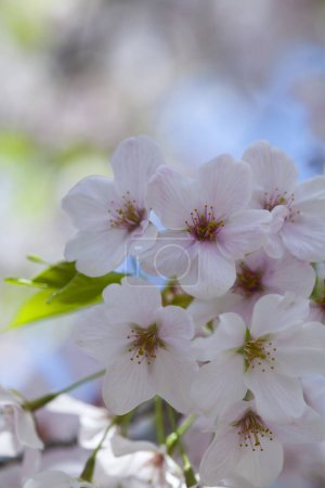 Téléchargez les photos : Belles fleurs printanières dans le jardin - en image libre de droit