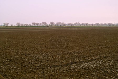 Photo for Field of spring and spring trees - Royalty Free Image