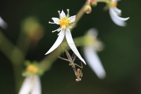 Téléchargez les photos : Gros plan d'un insecte sur une fleur blanche - en image libre de droit