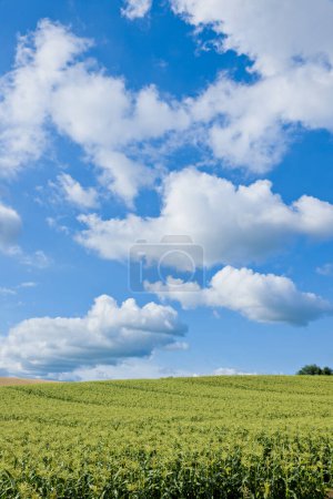 Téléchargez les photos : Un champ de plantes vertes au ciel bleu - en image libre de droit