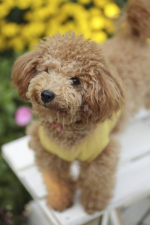 Téléchargez les photos : Portrait d'un chien mignon sur banc blanc dans le jardin - en image libre de droit