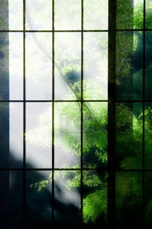 Foto de Árboles verdes en ventana con vidrio transparente - Imagen libre de derechos