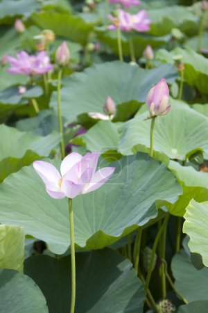 Téléchargez les photos : Vue des fleurs de lotus dans l'étang - en image libre de droit