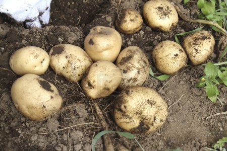 Foto de Primer plano de las patatas frescas cosechadas - Imagen libre de derechos