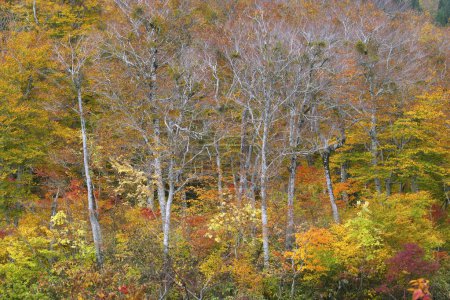 Foto de Hermoso paisaje otoñal con hojas y árboles coloridos - Imagen libre de derechos