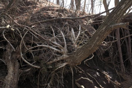 Téléchargez les photos : Vue du sol avec les racines du vieil arbre dans la forêt - en image libre de droit