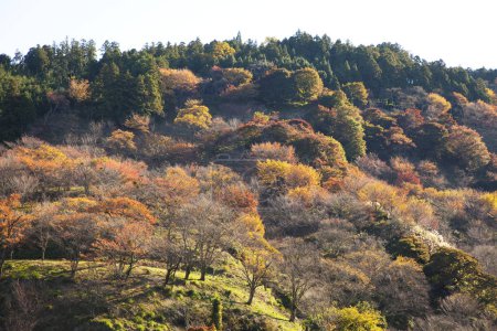 Téléchargez les photos : Beau paysage d'automne dans la forêt - en image libre de droit