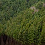 aerial view of green pine trees and mountains