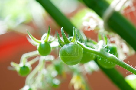 Foto de Planta de tomate verde fresco en el jardín - Imagen libre de derechos