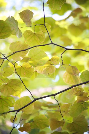 Foto de Árboles otoñales con hojas coloridas a la luz del sol - Imagen libre de derechos