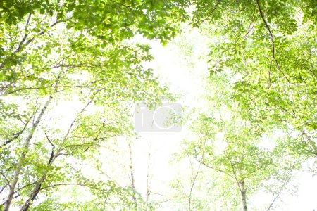 Téléchargez les photos : Green leaves of summer trees in the forest - en image libre de droit
