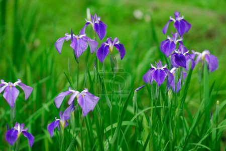 Téléchargez les photos : Un champ de fleurs violettes avec de l'herbe verte - en image libre de droit