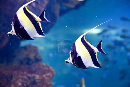 Unterwasserblick auf schöne tropische Fische. Maurisches Idol    
