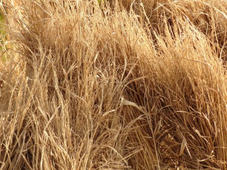Photo for Dry grass in the field - Royalty Free Image