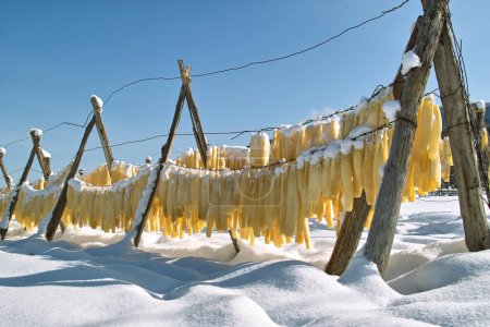 Foto de Escena de invierno con campo cubierto de nieve y rábanos Daikon colgados a secar - Imagen libre de derechos