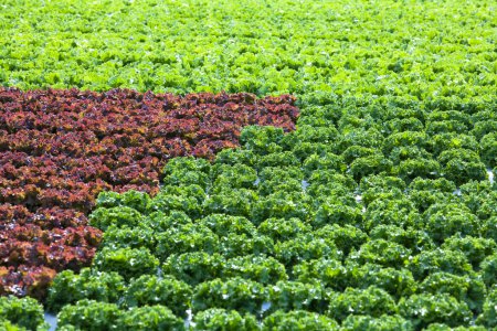 Photo for Summer field with rows of lettuce at daytime - Royalty Free Image