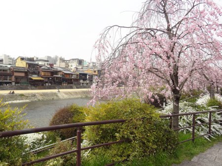 Foto de Flor de sakura en Japón - Imagen libre de derechos