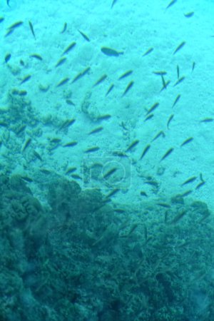 Foto de Hermosa vista submarina del agua de mar y peces - Imagen libre de derechos