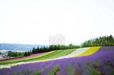 Téléchargez les photos : Pré d'été vert avec des fleurs colorées le jour - en image libre de droit