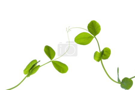Foto de Primer plano de plantas jóvenes frescas con hojas verdes aisladas sobre fondo blanco - Imagen libre de derechos