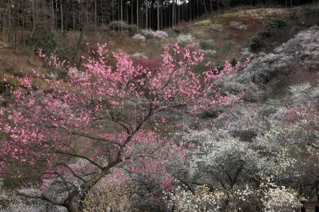Foto de Hermosos árboles en flor en el parque de primavera - Imagen libre de derechos