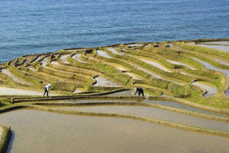 Téléchargez les photos : Beautiful scenery with a rice terraces - en image libre de droit